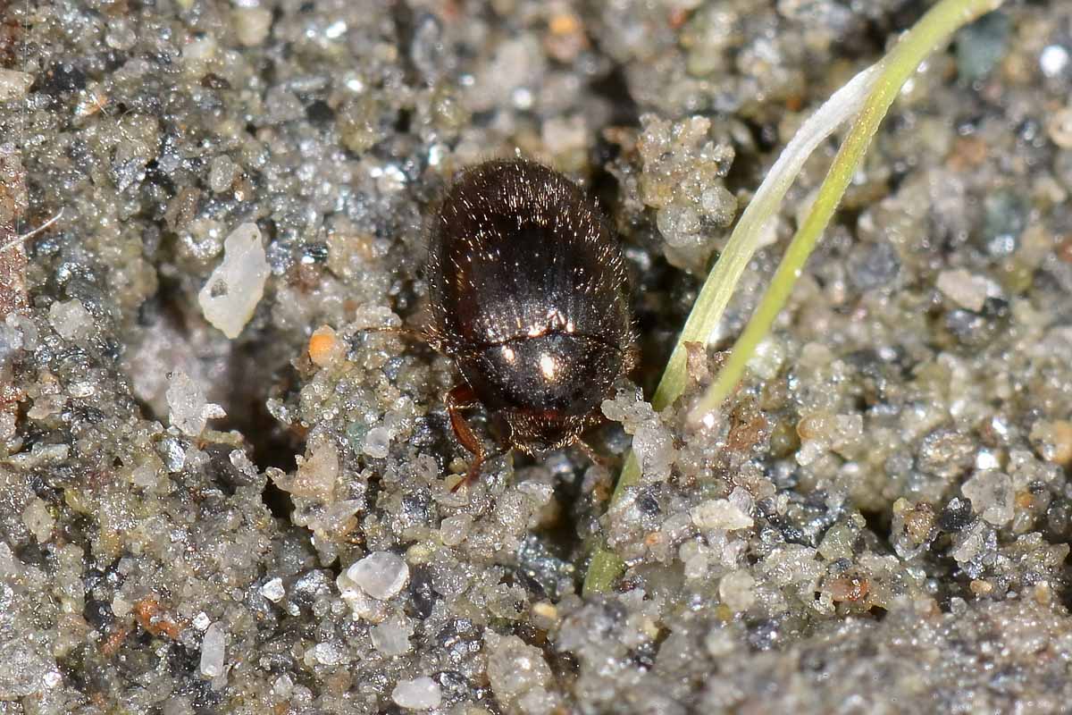 Byrrhidae: Simplocaria sp.?   Simplocaria semistriata